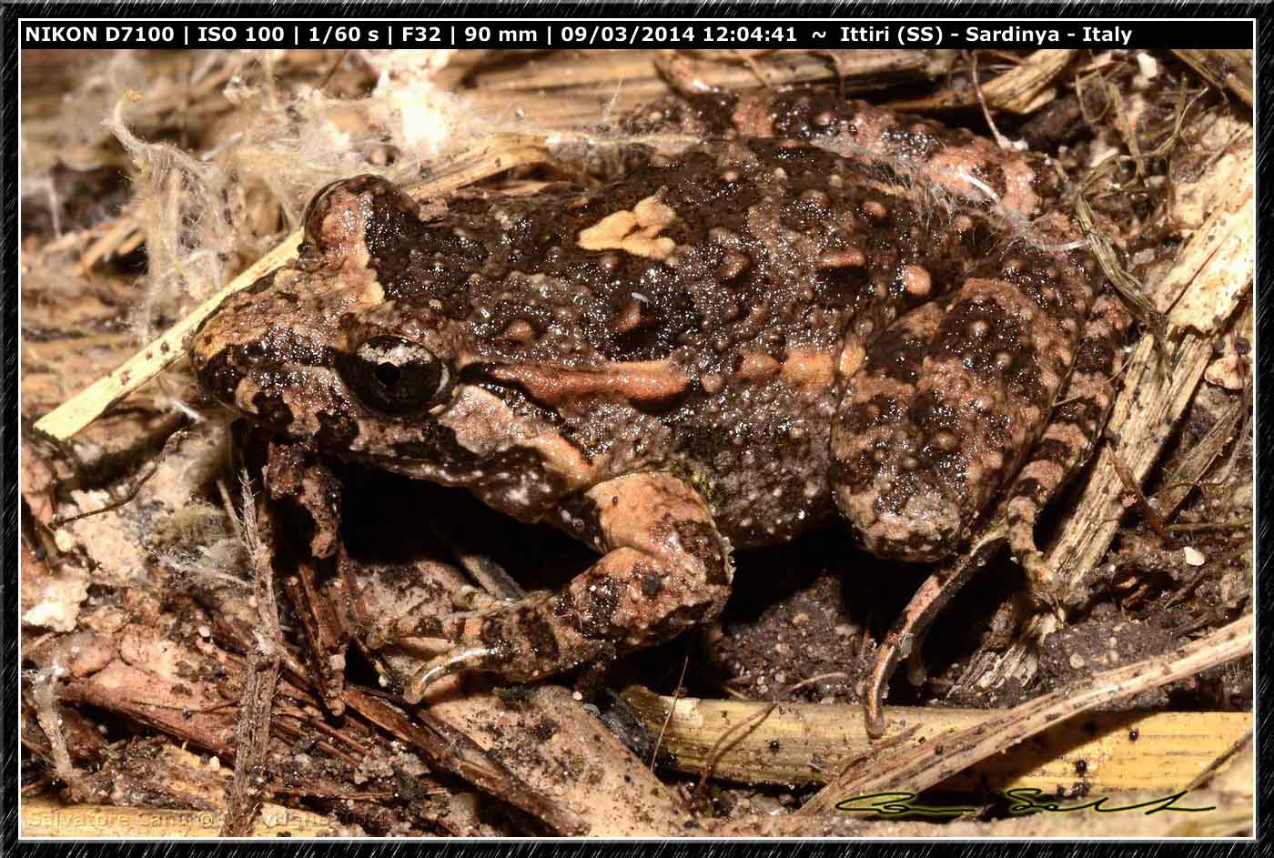 Discoglossus sardus